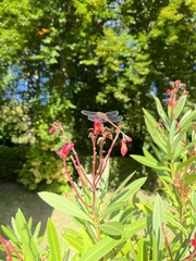 Sympetrum meridionale
