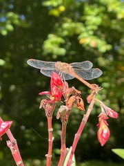 Sympetrum meridionale