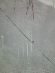 Phoenicurus fuliginosus