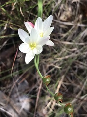 Hesperantha falcata