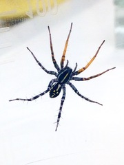 Nyssus coloripes