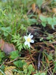 Anemonoides nemorosa