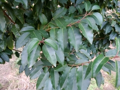 Prunus lusitanica
