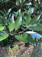 Persea borbonia