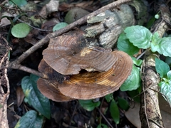 Daedaleopsis confragosa