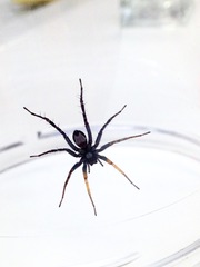 Nyssus coloripes