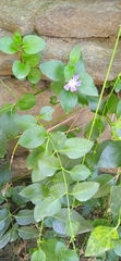 Vinca major