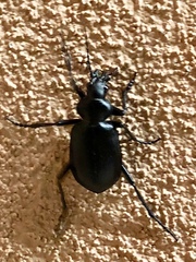 Calosoma peregrinator