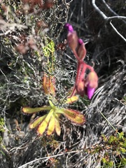 Drosera hilaris