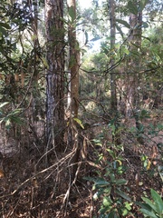Persea borbonia