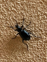 Calosoma peregrinator