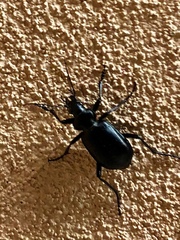 Calosoma peregrinator