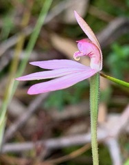 Caladenia