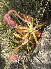 Drosera hilaris