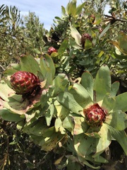 Leucadendron tinctum