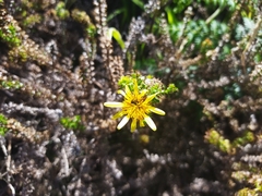 Cullumia setosa