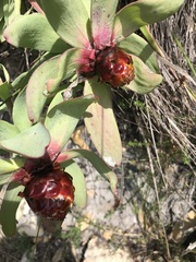 Leucadendron tinctum