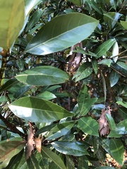Persea borbonia