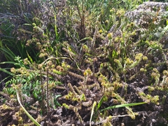 Cullumia setosa