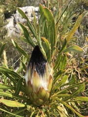 Protea longifolia