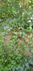 Vinca major