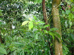 Glycosmis parviflora