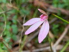 Caladenia