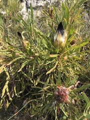Protea longifolia