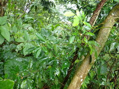 Glycosmis parviflora