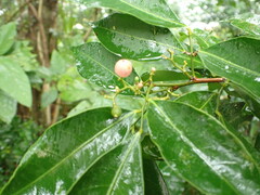 Glycosmis parviflora
