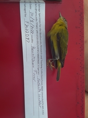 Leiothlypis ruficapilla