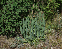 Allium nutans