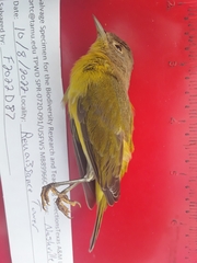 Leiothlypis ruficapilla