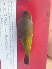 Leiothlypis ruficapilla