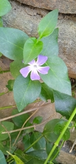 Vinca major