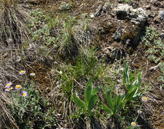 Allium nutans