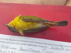 Leiothlypis ruficapilla