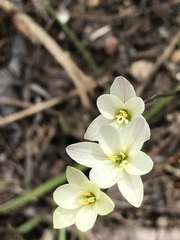 Hesperantha falcata