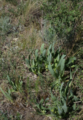 Allium nutans