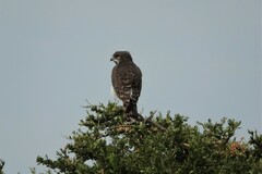 Circaetus pectoralis