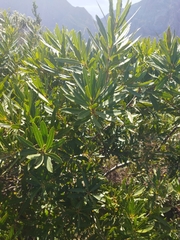 Brabejum stellatifolium