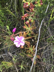 Drosera hilaris