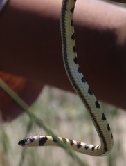 Homoroselaps lacteus