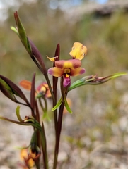 Diuris longifolia