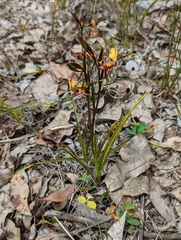 Diuris longifolia