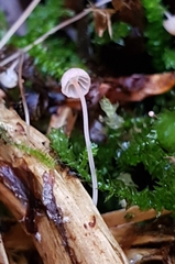 Mycena pterigena
