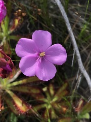 Drosera hilaris