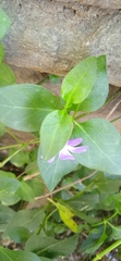 Vinca major