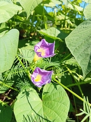 Ipomoea parasitica