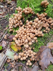 Agaricineae